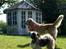 Lhasa Apso Ny klipning