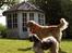 Lhasa Apso Ny klipning
