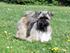 Lhasa Apso Ny klipning