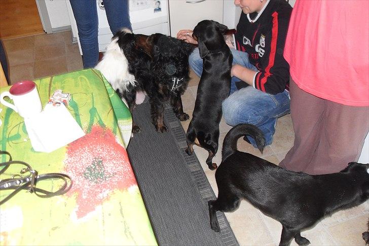 fødselsdag - så kommer alle hundene billede 1