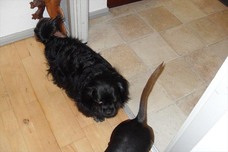 fødselsdag - anton billede 5