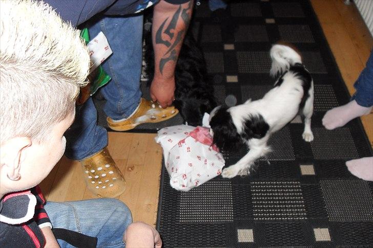 fødselsdag - bibi pakker gaver op billede 7