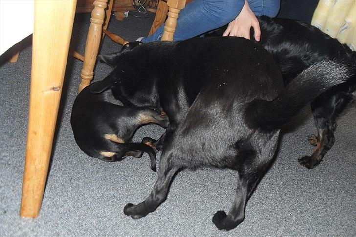 fødselsdag - vi leger li billede 9