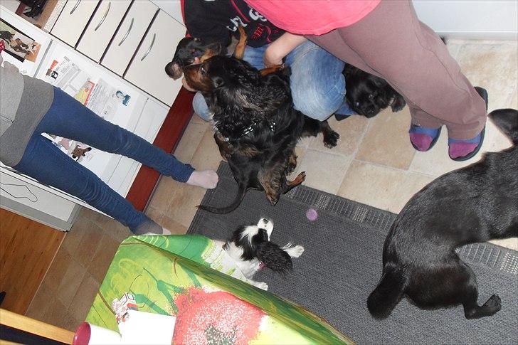 fødselsdag billede 10