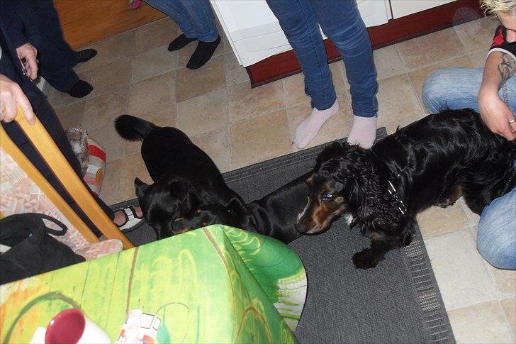 fødselsdag billede 11