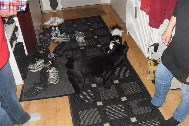 fødselsdag billede 12