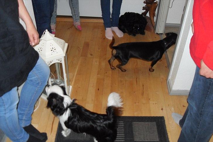 fødselsdag billede 13