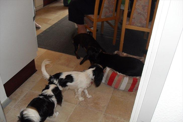 fødselsdag billede 14