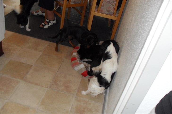 fødselsdag billede 15