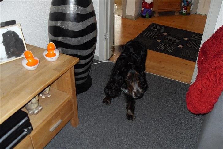 fødselsdag - buster billede 16