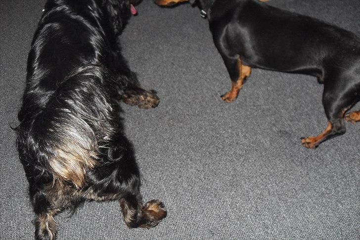 fødselsdag billede 17