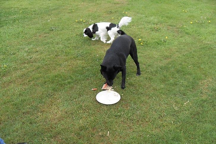 fødselsdag - uhm det er guf billede 24