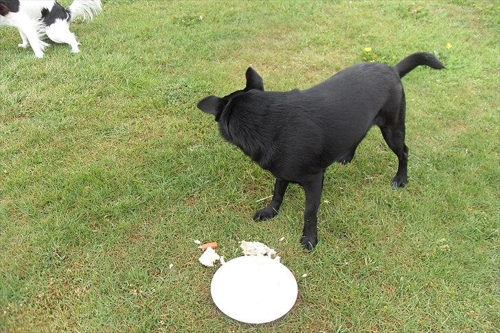 fødselsdag - er der mon mere billede 25