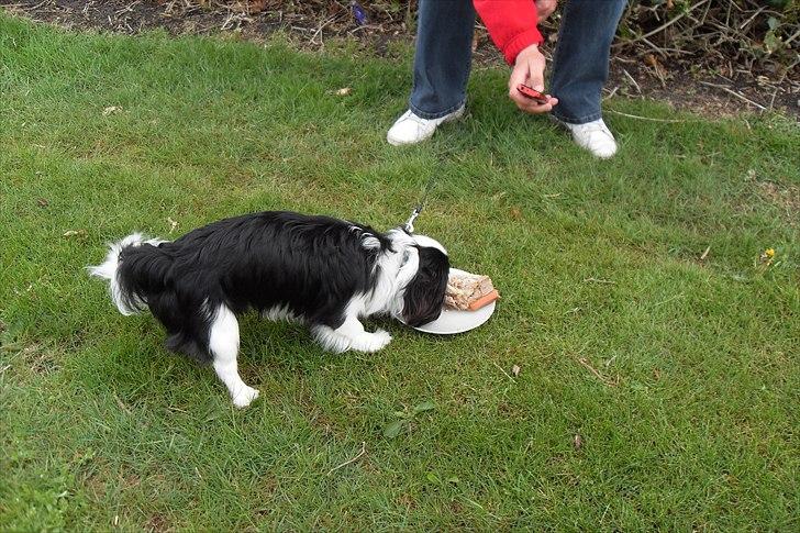 fødselsdag - det faldt i go jord den kage billede 26