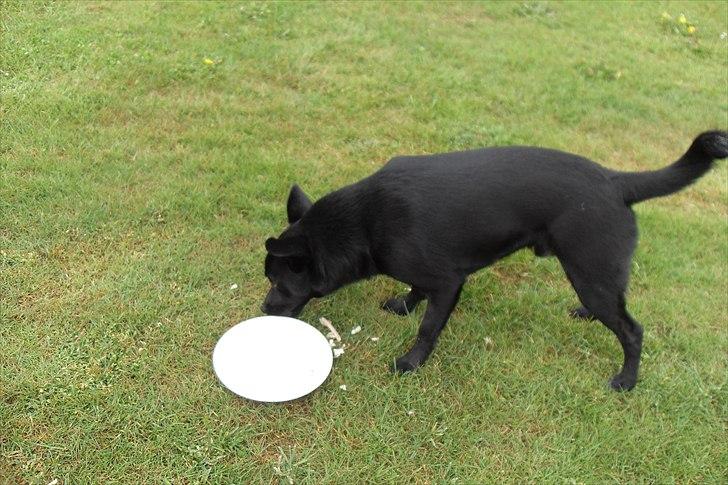 fødselsdag billede 27