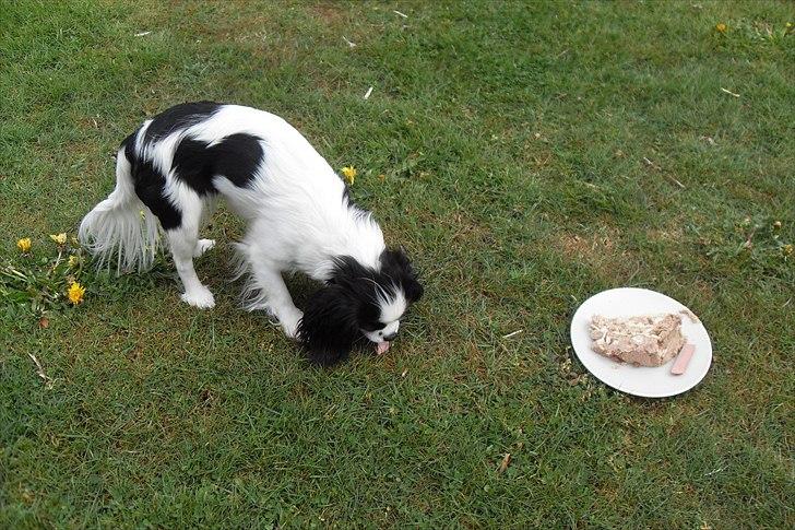 fødselsdag - bibi er lang tid om hendes hun nyder den billede 30