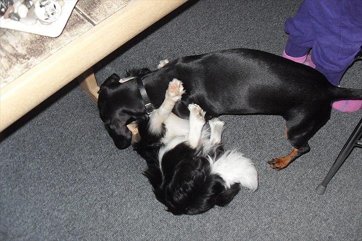 fødselsdag - og vi leger li igen billede 31