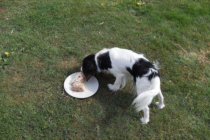 fødselsdag billede 32