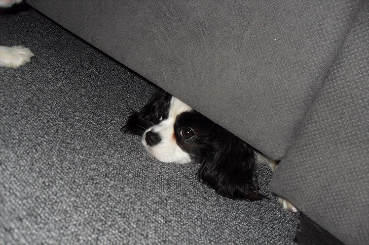 fødselsdag - nu blev det for meget for bibi, så hun ligger inder sofaen, der kan de andre hunde ik komme ind under billede 35