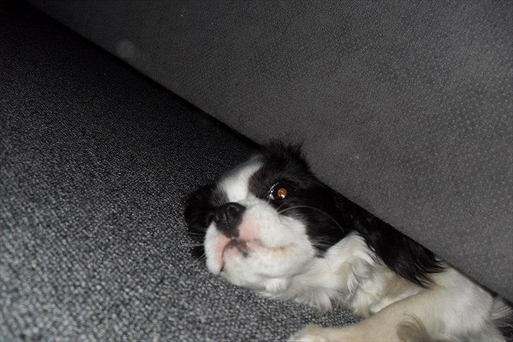 fødselsdag billede 36