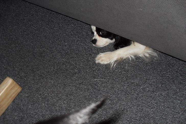 fødselsdag billede 37