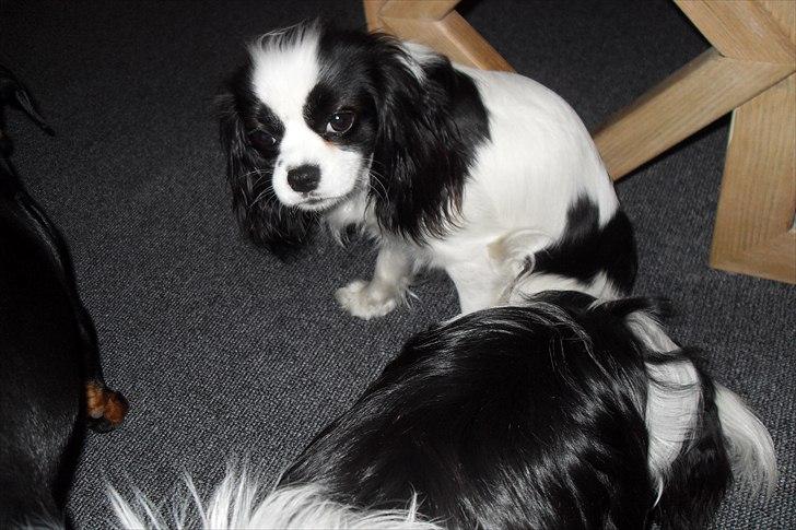 fødselsdag billede 38