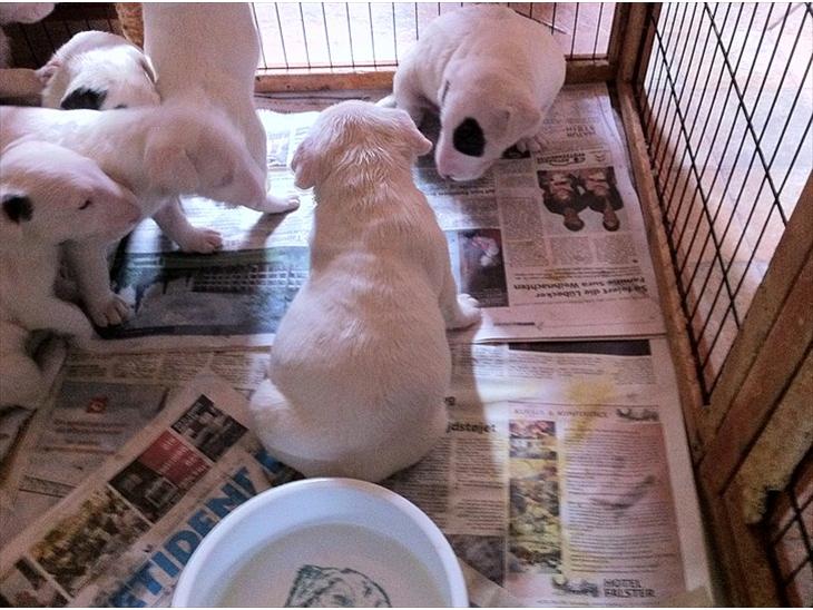 {{currentPhoto.altText}} billede {{currentPhoto.number}}