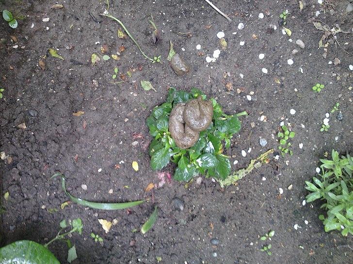 Diverse fjollerier - billede 39