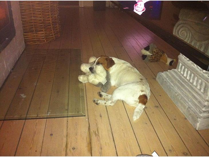 {{currentPhoto.altText}} billede {{currentPhoto.number}}