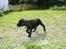 baloo