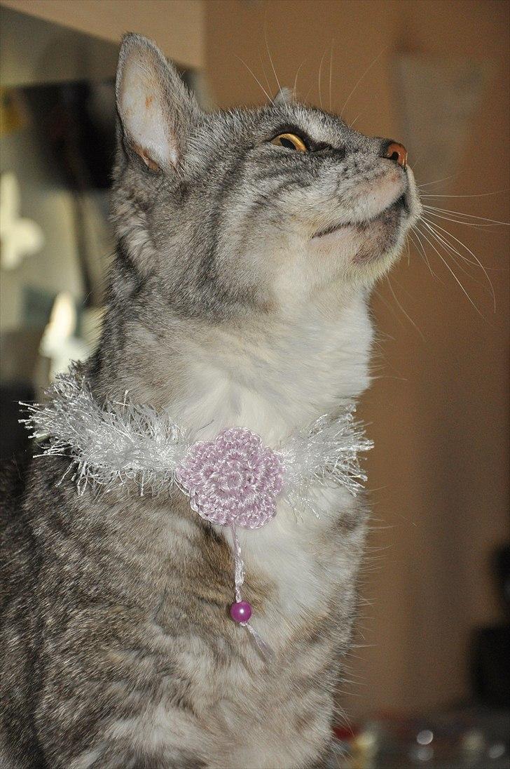 Hæklede sager - Mangler en lille model, så jeg bruger bare katten =) billede 19