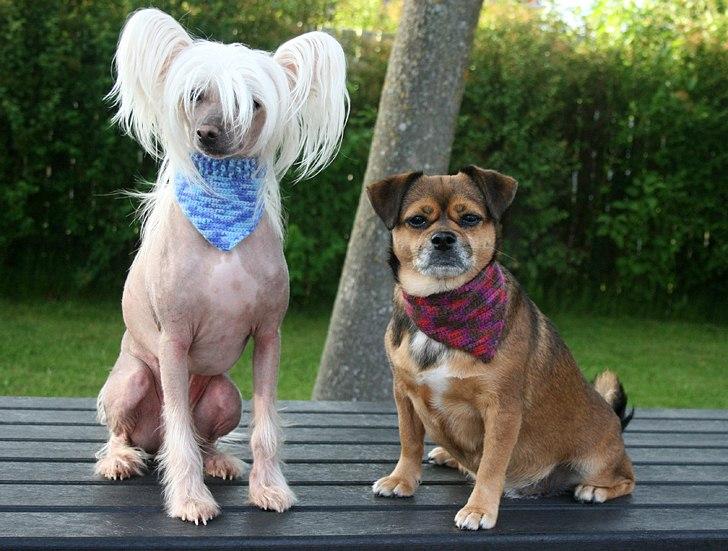 Hæklede sager - Model-hundene Silas & Lilly, ejet af Tinna Niemann =) billede 28