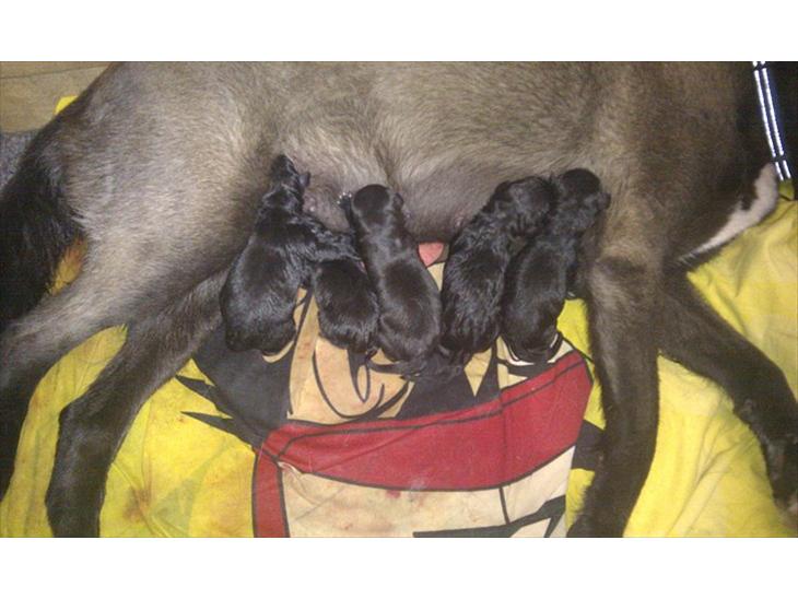 {{currentPhoto.altText}} billede {{currentPhoto.number}}