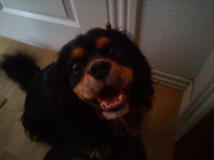 {{currentPhoto.altText}} billede {{currentPhoto.number}}