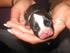 Vores boston terrier hvalp uge for uge