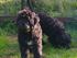 Projekt Bergamasco Pels (Eccola)