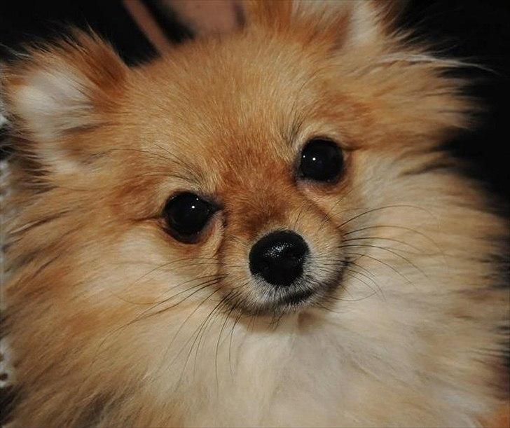 Hyggehund d. 25/6 :) billede 1