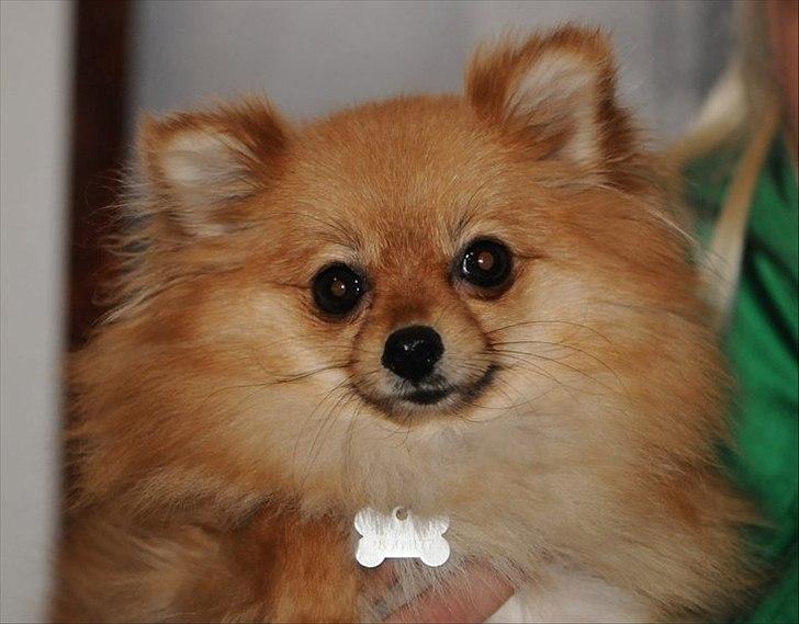 Hyggehund d. 25/6 :) billede 2