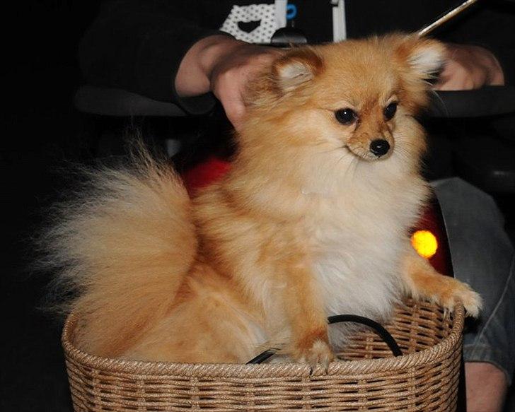 Hyggehund d. 25/6 :) - Var lige ude og kører el-scooter med Kim :) .. billede 3