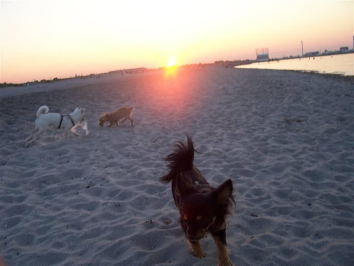 Amager strandpark billede 1