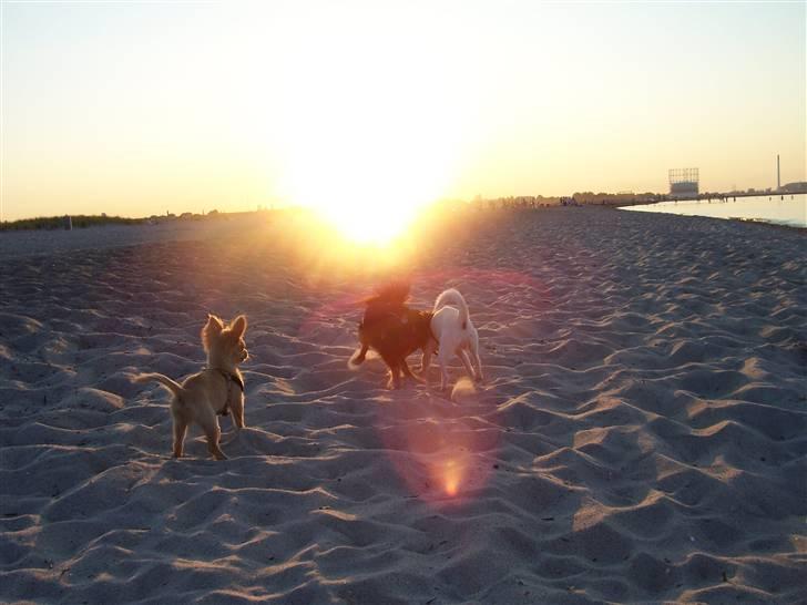 Amager strandpark billede 2