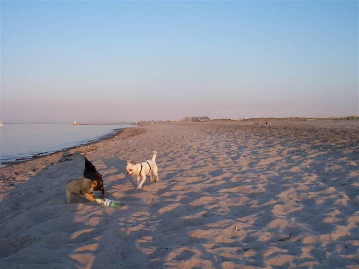 Amager strandpark billede 4