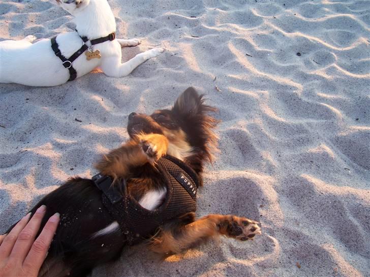 Amager strandpark billede 5