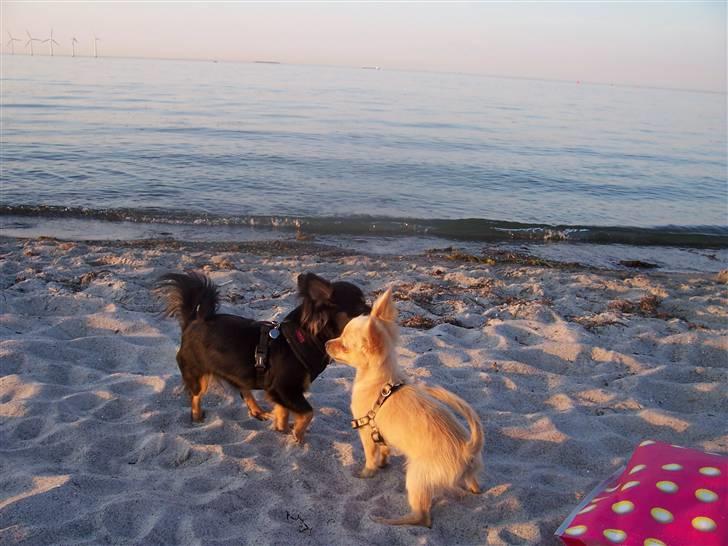 Amager strandpark billede 7