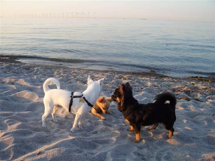 Amager strandpark billede 8