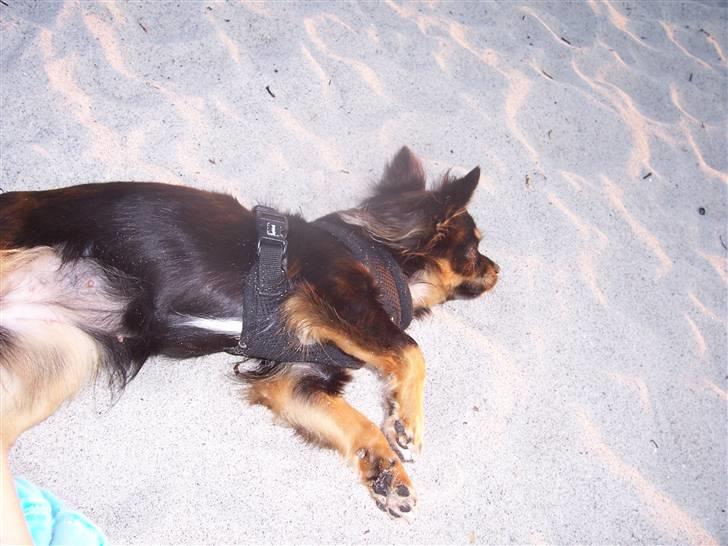 Amager strandpark billede 10
