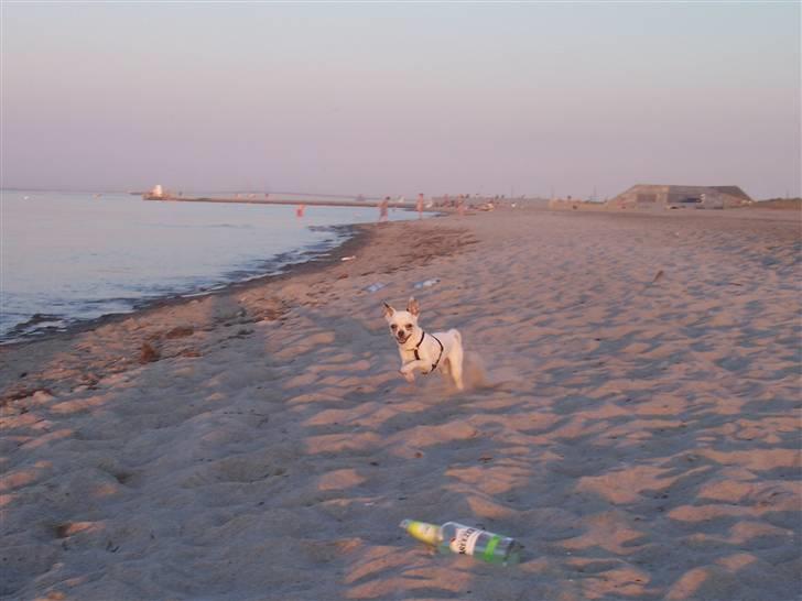 Amager strandpark billede 11