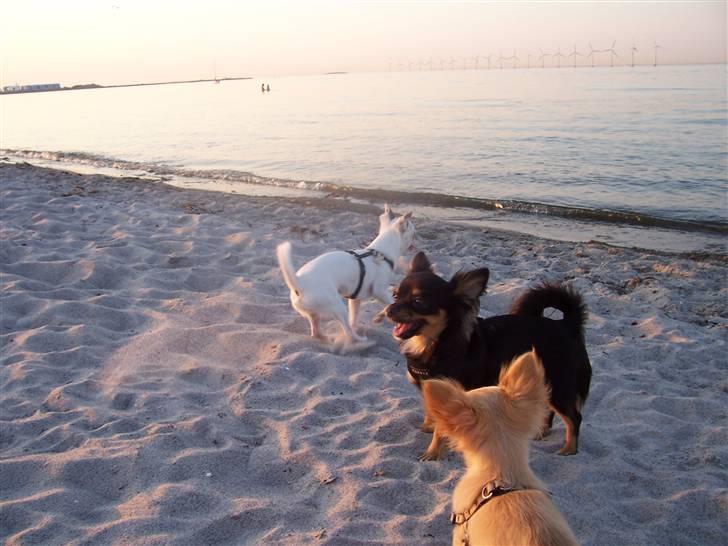 Amager strandpark billede 12