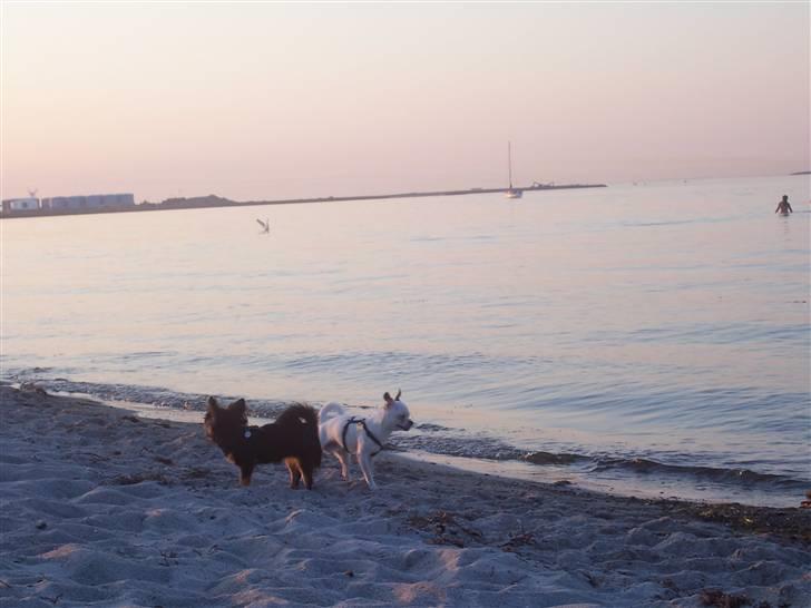 Amager strandpark billede 14