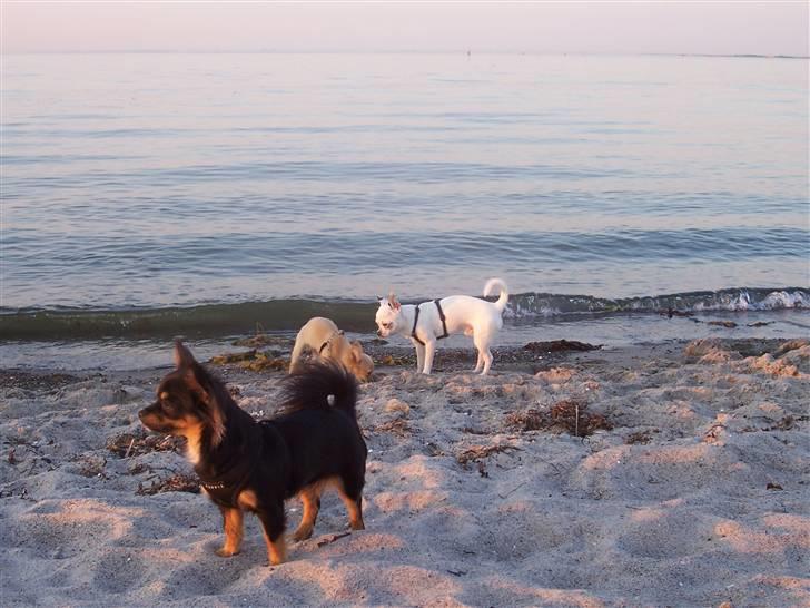 Amager strandpark billede 17